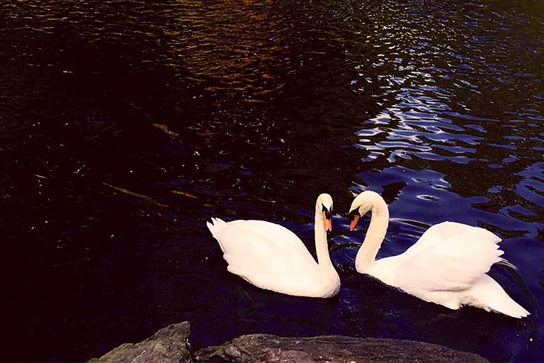 relationship-swans